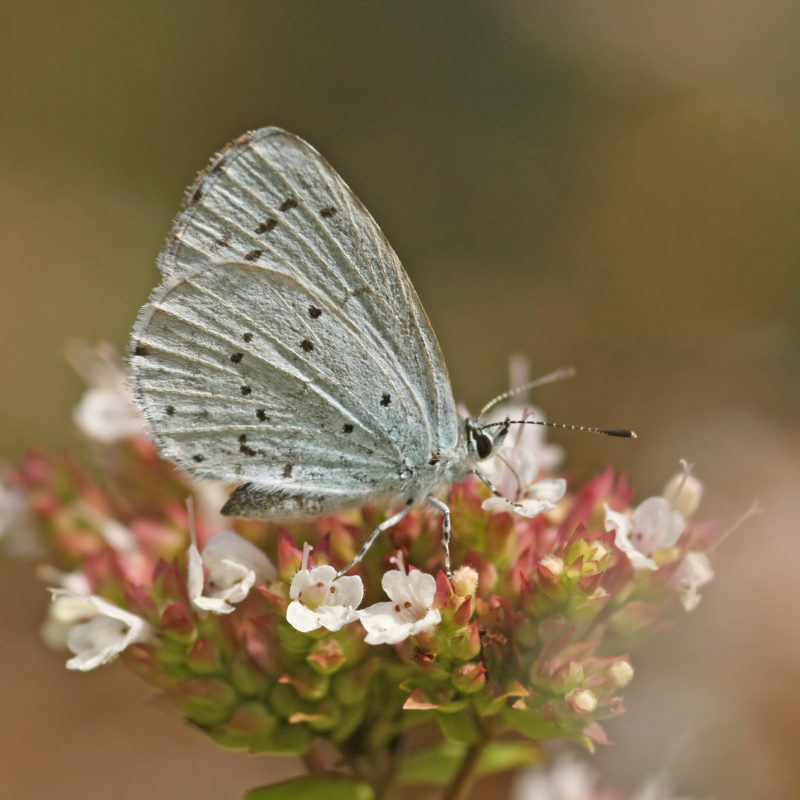 Holly blue butterfly on a flower