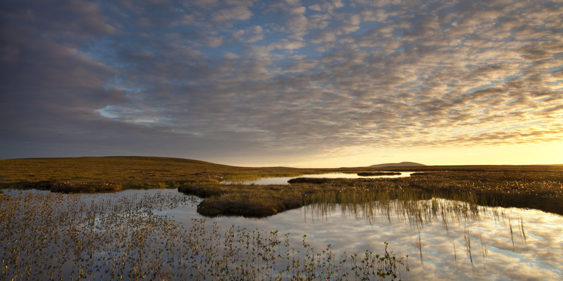 Bogbean Menyanthes trifoliata, growing in pool on bog peatland at dawn, Flow Country, Scotland, June