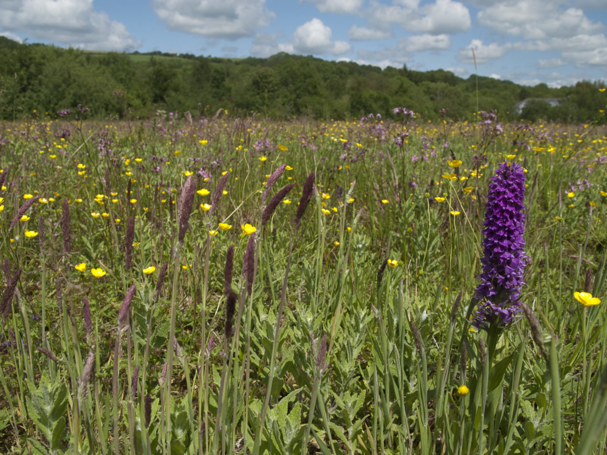 A wildflower meadow with a copse of trees in the background and blue skies with white clouds