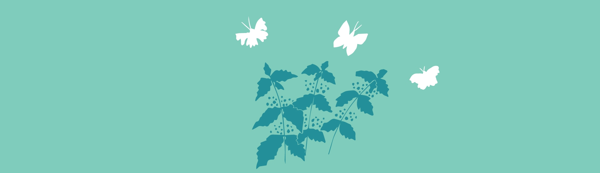 How to attract butterflies to your garden Sheffield & Rotherham