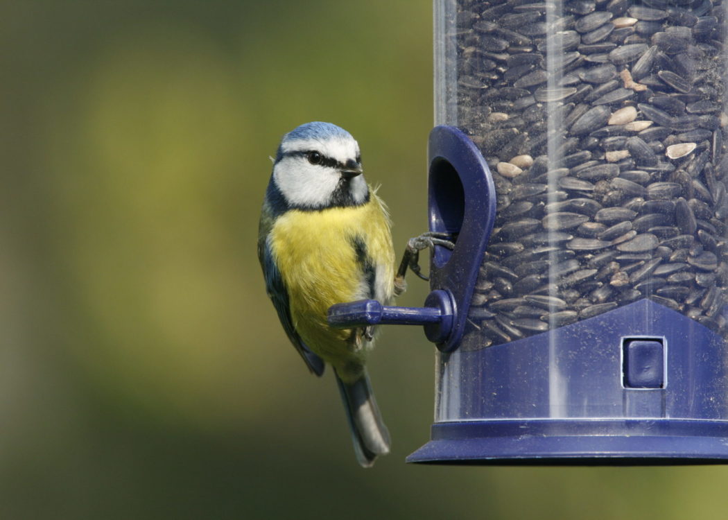 Blue Tit on bird feeder