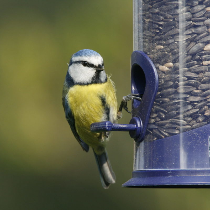 Blue Tit on bird feeder
