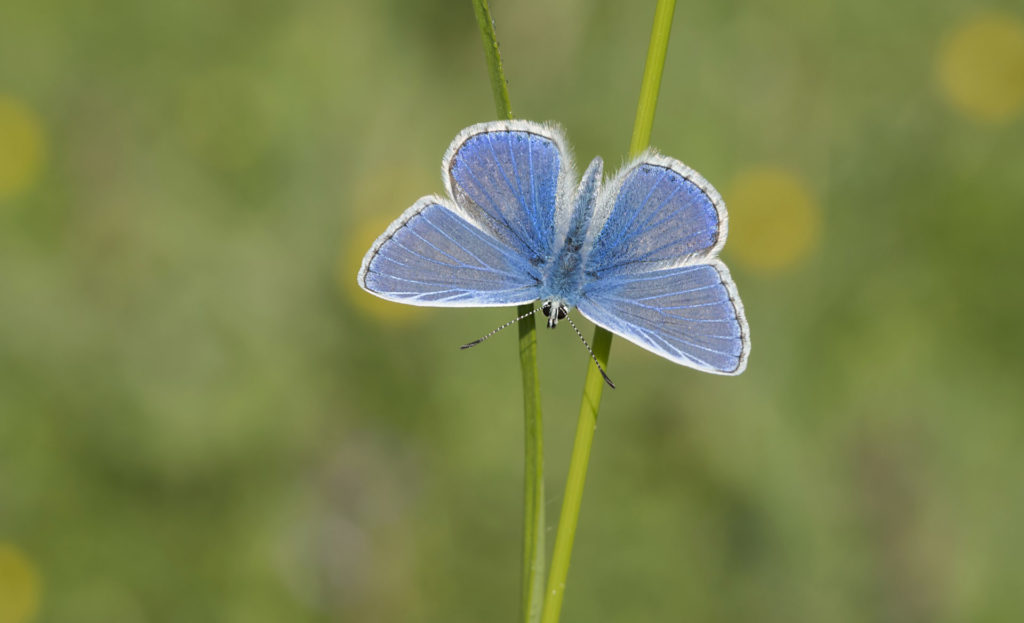 Common Blue by Bob Eade