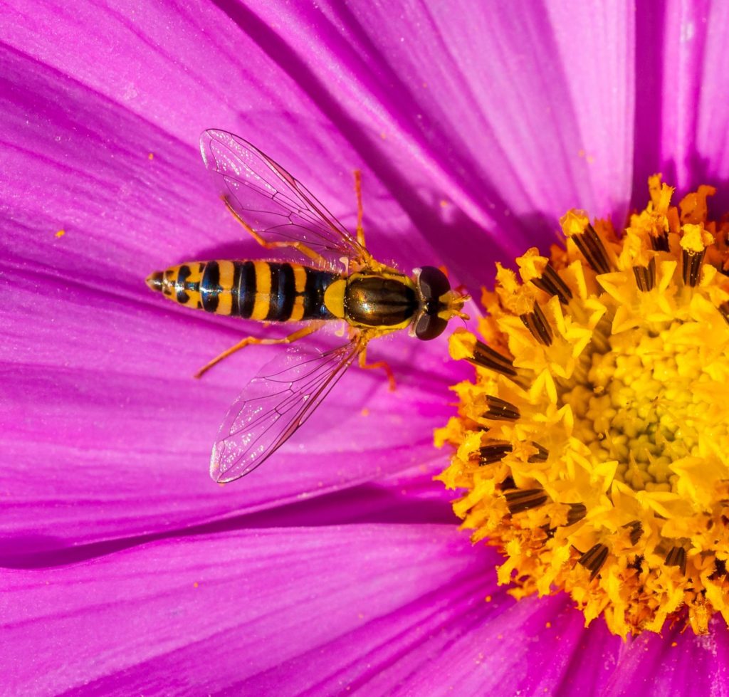 Hoverfly