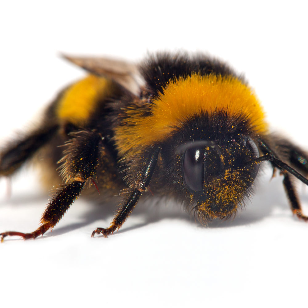 bee - action for insects