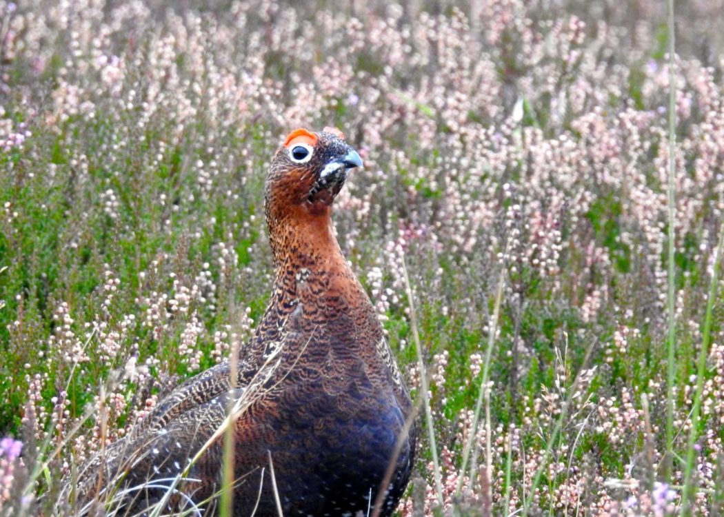 Red grouse in heather