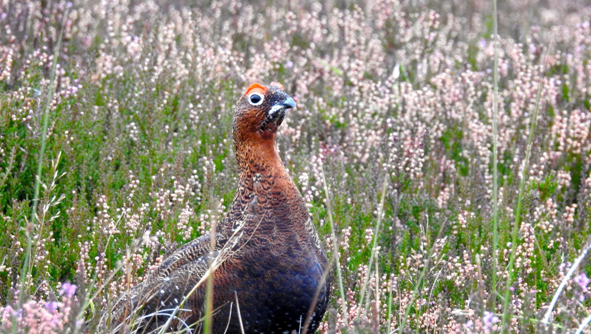 Red grouse in heather