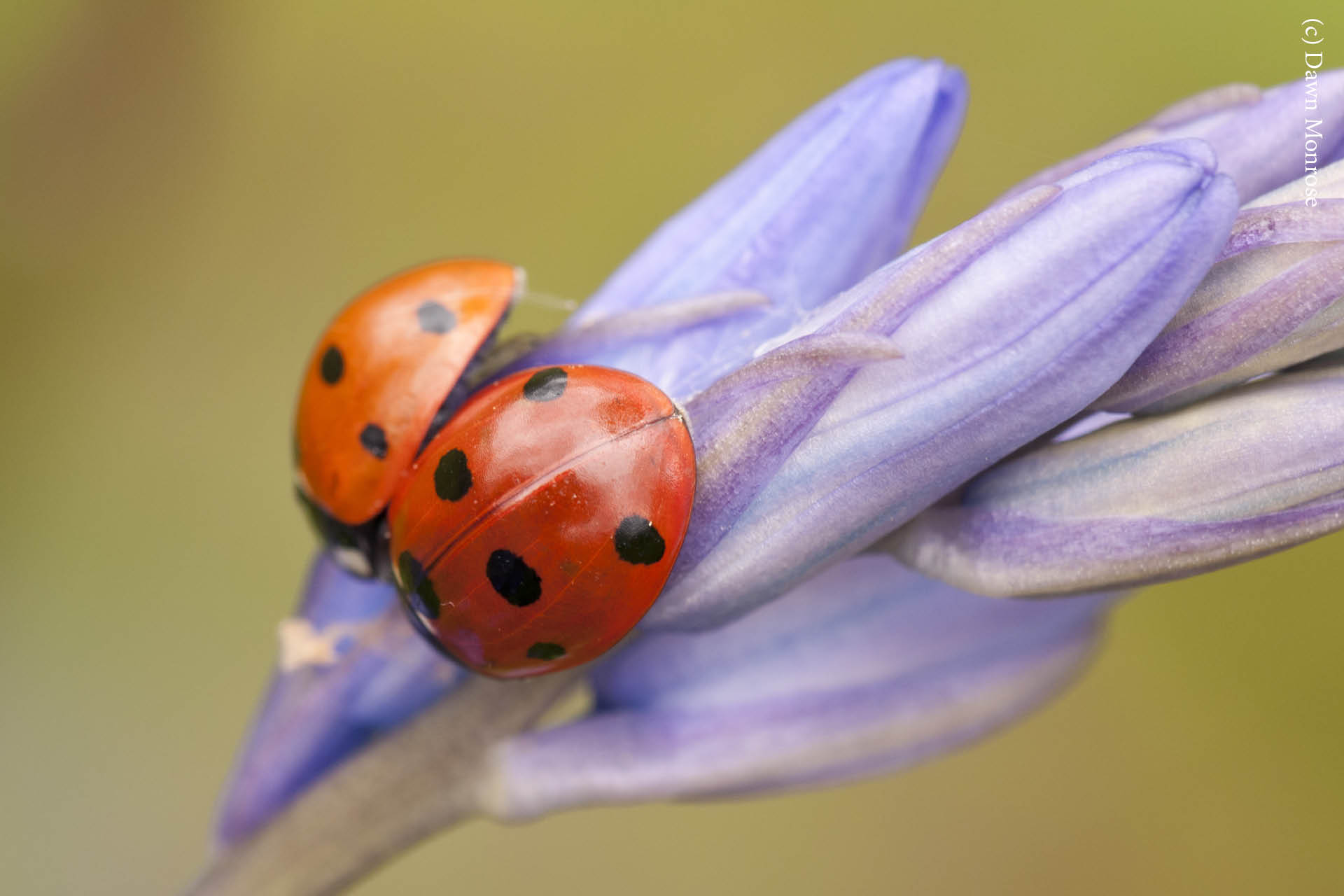 Support us to protect wildlife where you live.