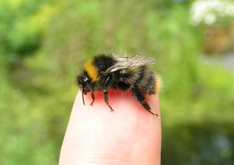 Bumble bee on a finger