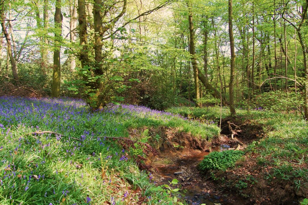 Bluebells at Moss Valley by Amy Hattersley