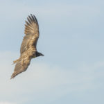 The bearded vulture in flight against a blue sky