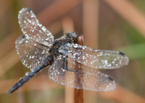 Black darter dragonfly with dew on it's wings