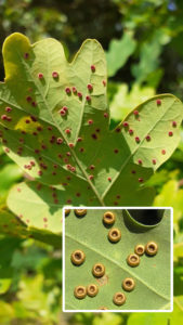 silk button spangle gall with inset close up of galls showing how they look like little silk buttons with concave centres
