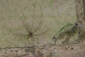 thin, gangly spider with very long legs