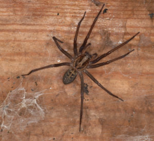 large hairy brown with long legs