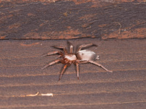 Spider with tiny grey hairs on their abdomen (the rear part of the body), which looks a bit like mouse fur.