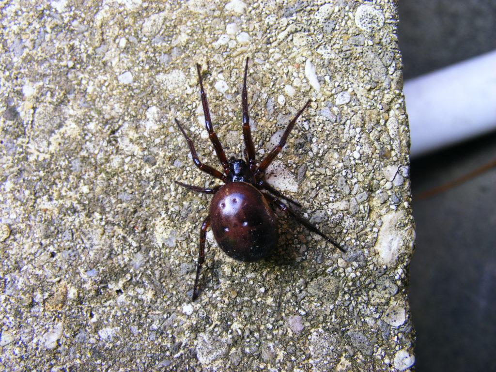 Cellar spider The Wildlife Trusts