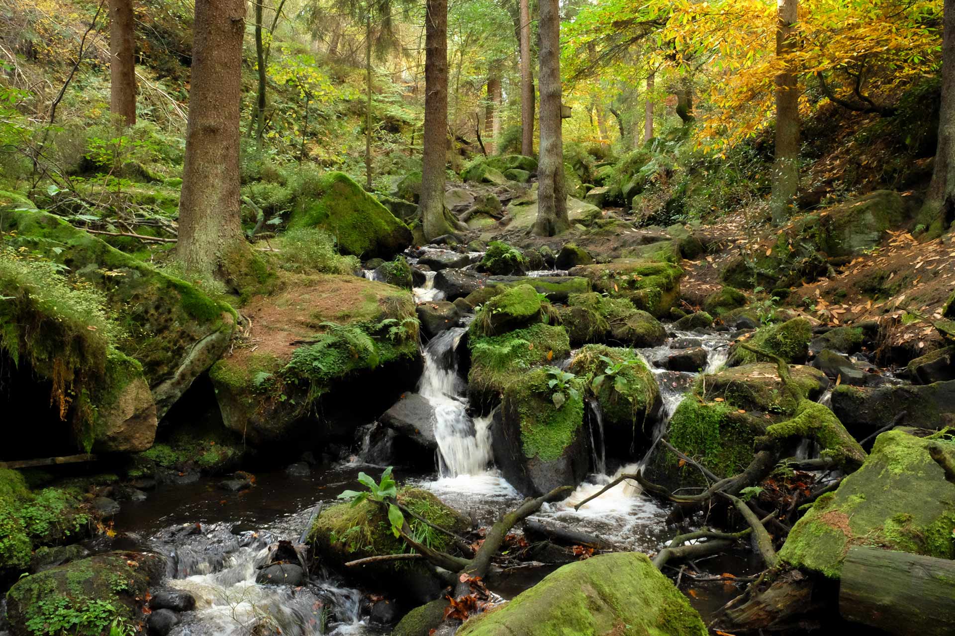 A brook tumbles over rocks in an autumn woodland