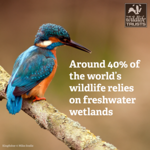 Kingfishers thrive on wetland