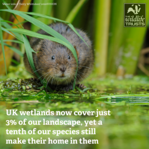 Water voles need wetlands
