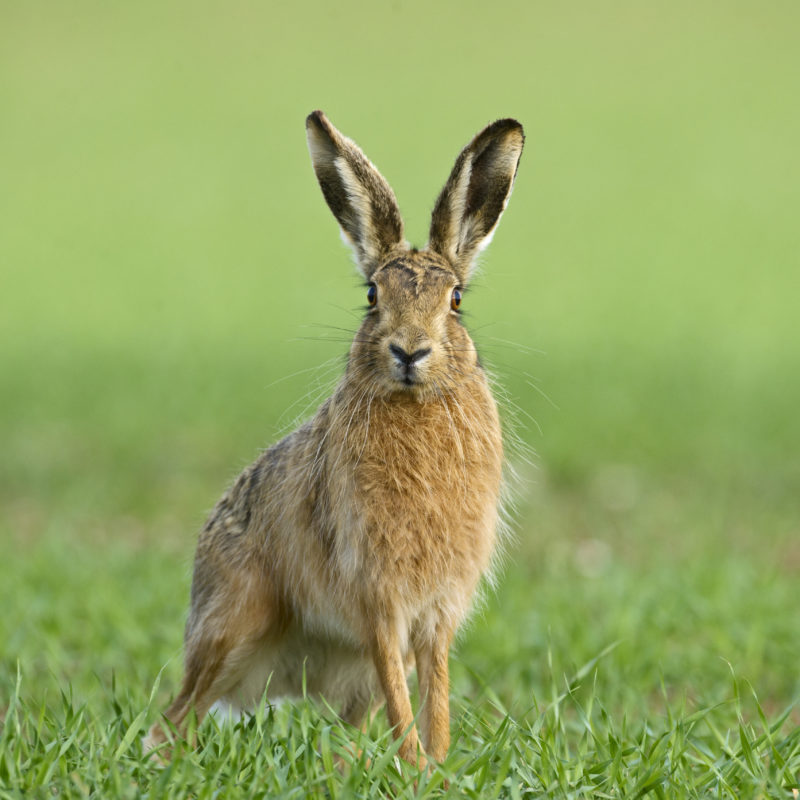 Brown hare in a green field