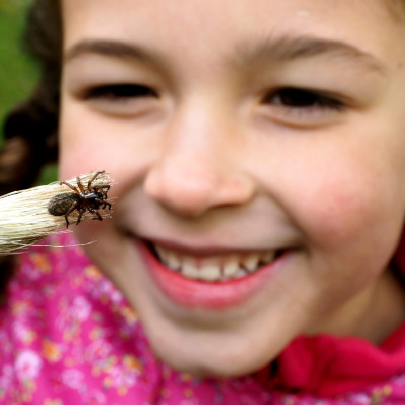 Sheffield and Rotherham Wildlife Trust BioBlitz on Wadsley Common: Lilah Moore (6) finds a spider