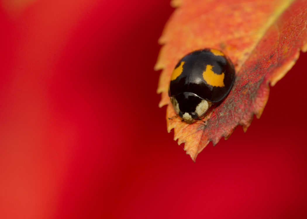 Harlequin ladybird, melanic form, adult, Harmonia axyridis, Sheffield