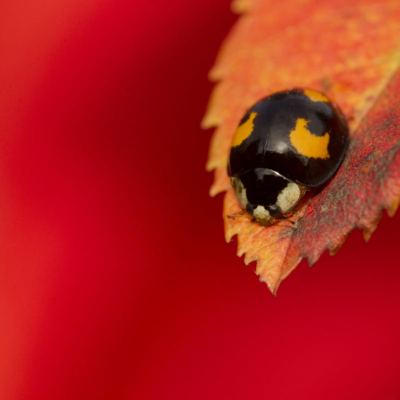 Harlequin ladybird, melanic form, adult, Harmonia axyridis, Sheffield