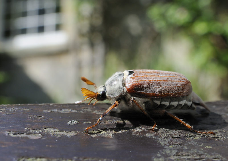 Common cockchafer / Maybug (Melolontha melolontha), crawling on garden bench with house in background