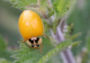 Newly emerged harlequin ladybird