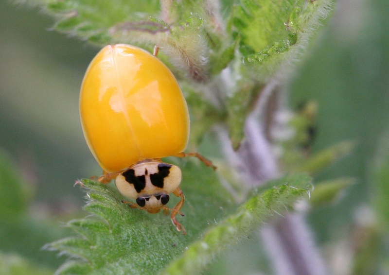 Newly emerged harlequin ladybird