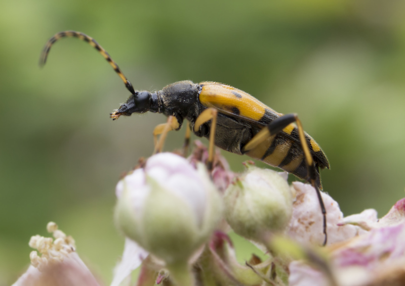 Spotted longhorn beetle