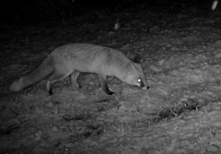 Fox caught on night vision camera