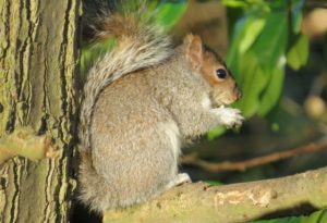 Grey squirrel sent in to Nature Counts