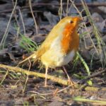 robin sent in to Nature Counts