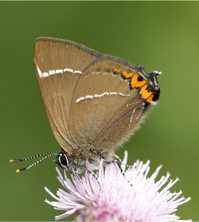 Close-up of a white-letter hairstreak butterfly