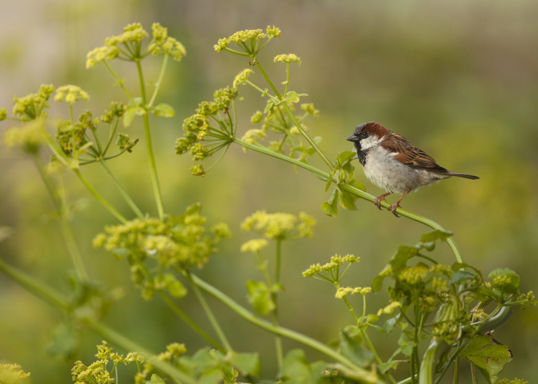 House sparrow on fennel flowers