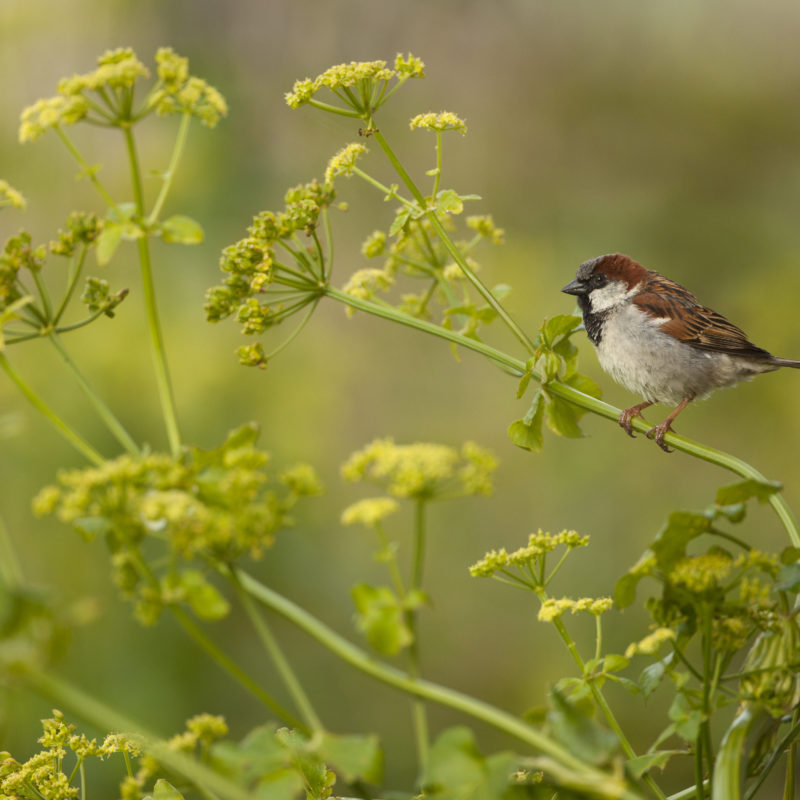 House sparrow on fennel flowers