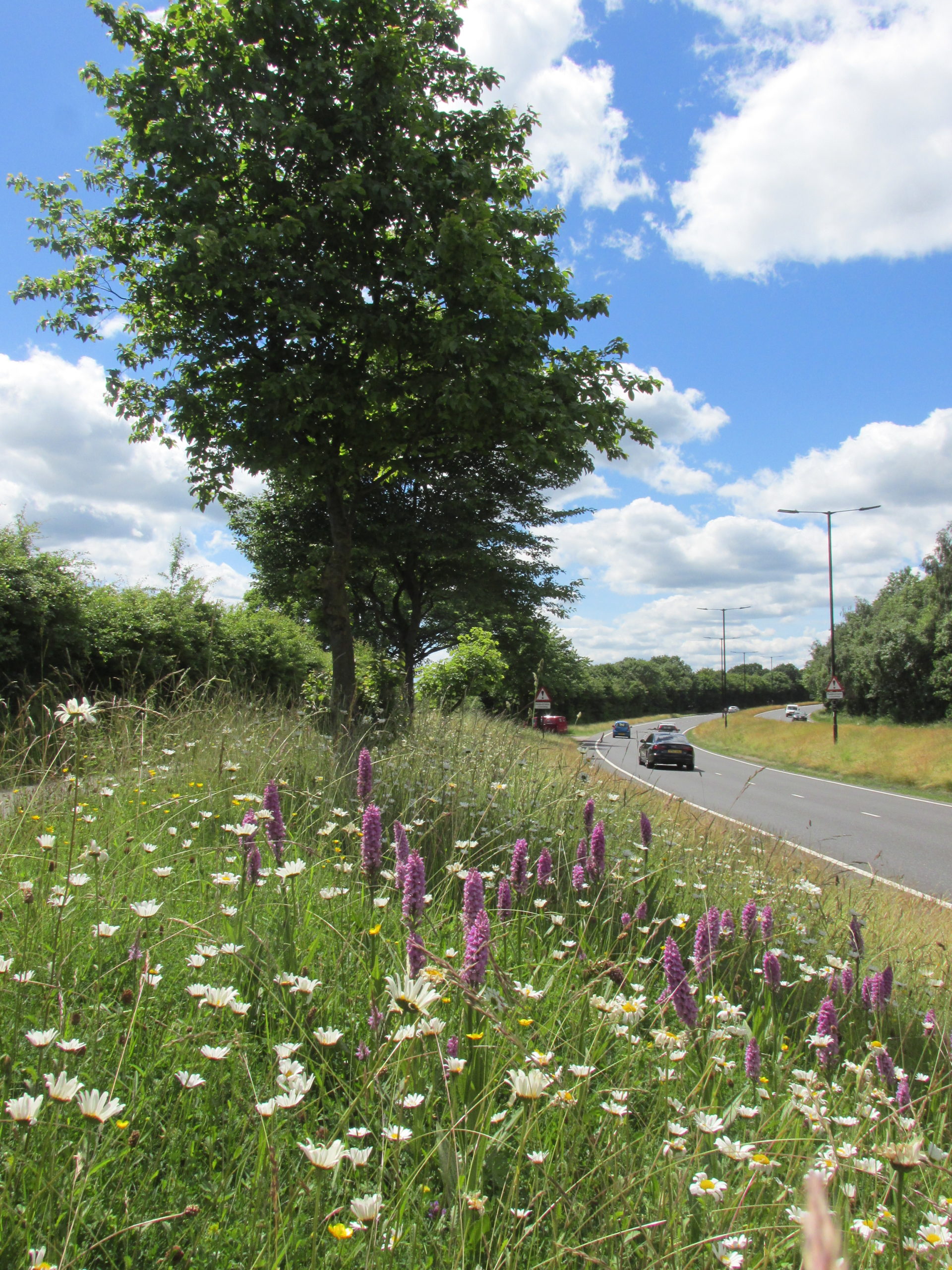 Bochum Parkway after mowing changes showing verge full of white and purple wildflowers