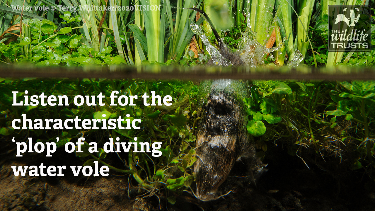 water vole diving 