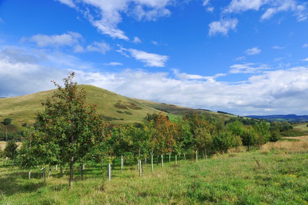 Tree planting site