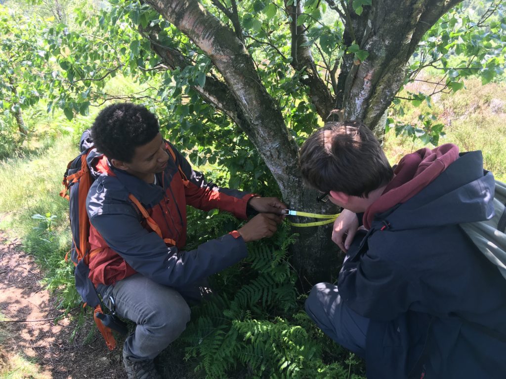 Measuring the circumference of a tree