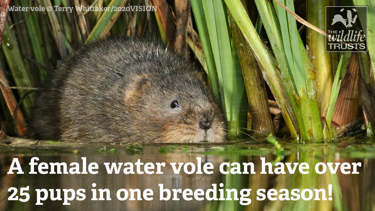 Water vole near waters edge