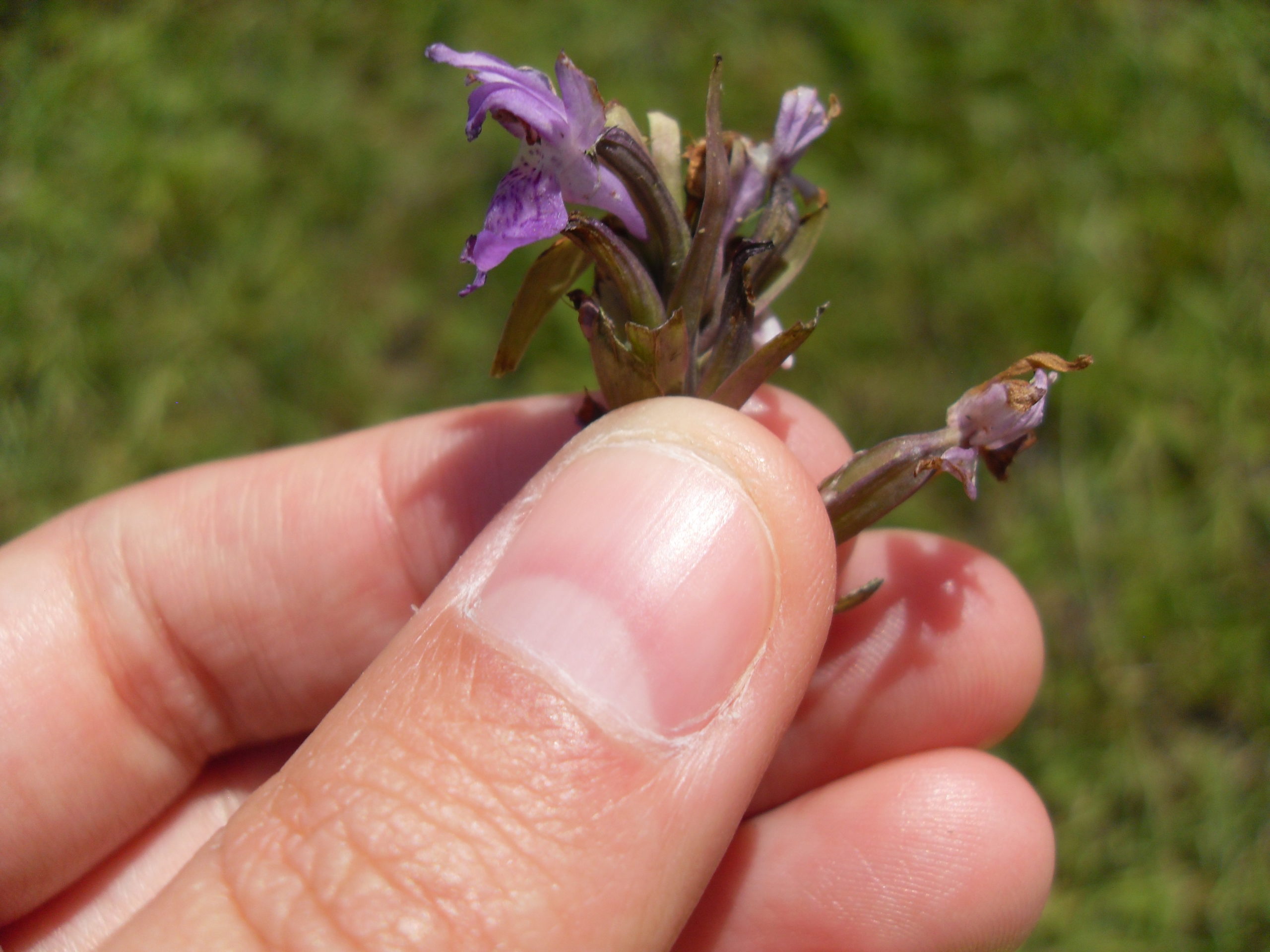Remains of orchid flowerhead
