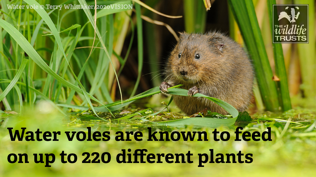 Water vole feeding