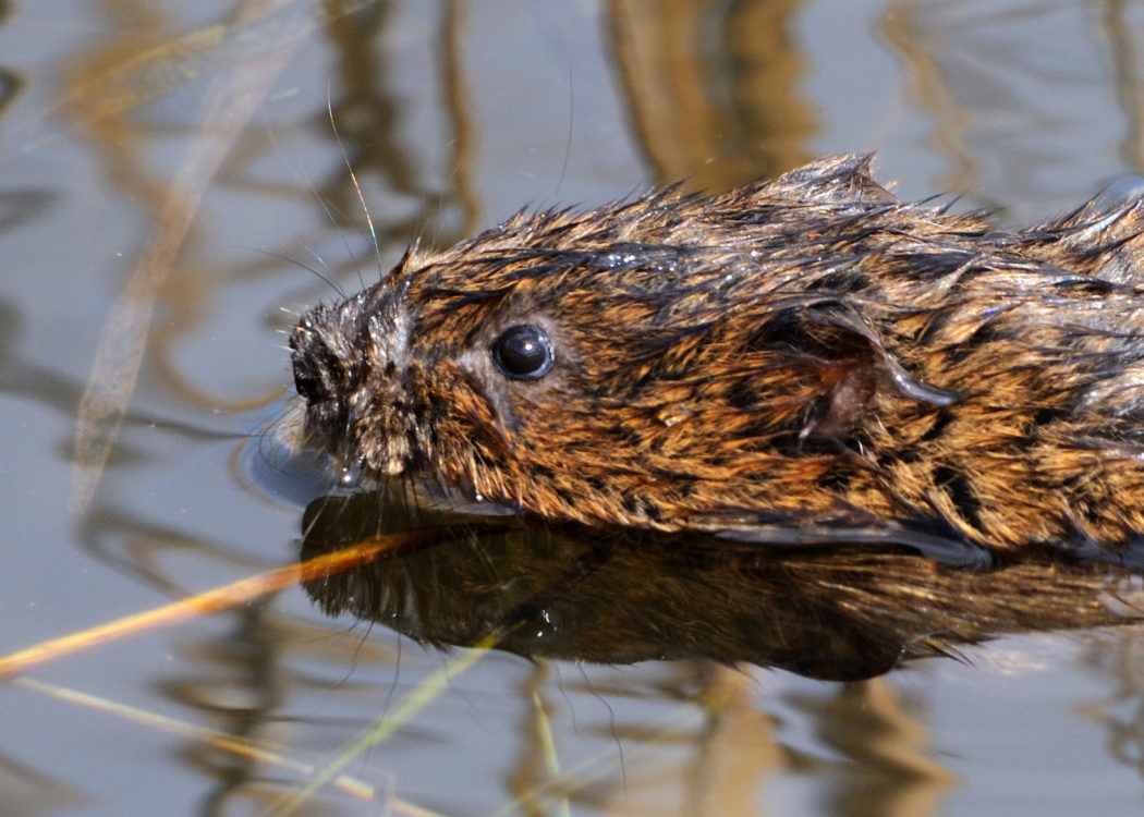 Water vole swimming