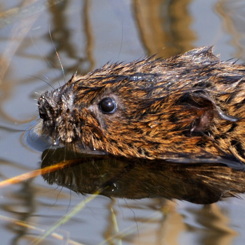 Water vole swimming