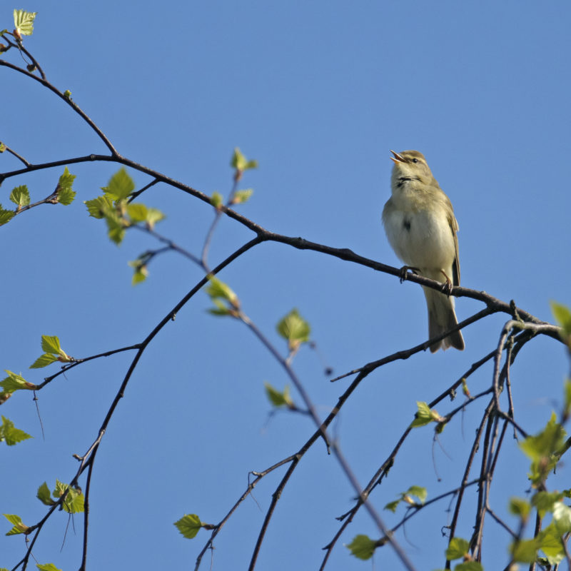 Willow warbler singing in birch tree