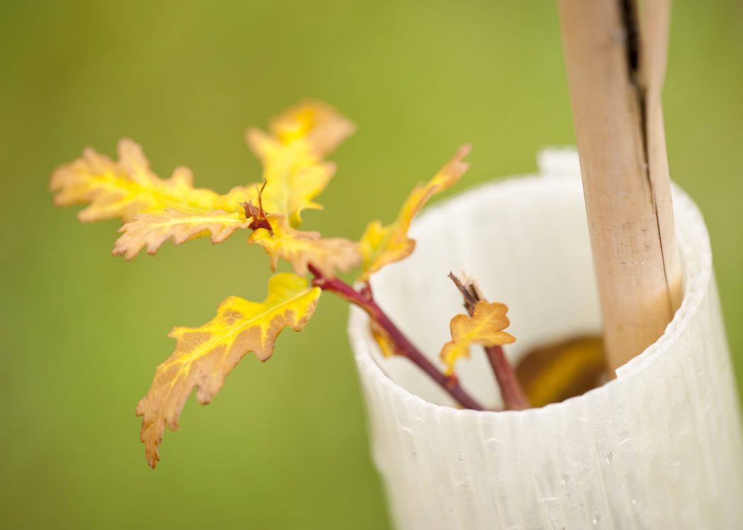 A newly planted oak sapling