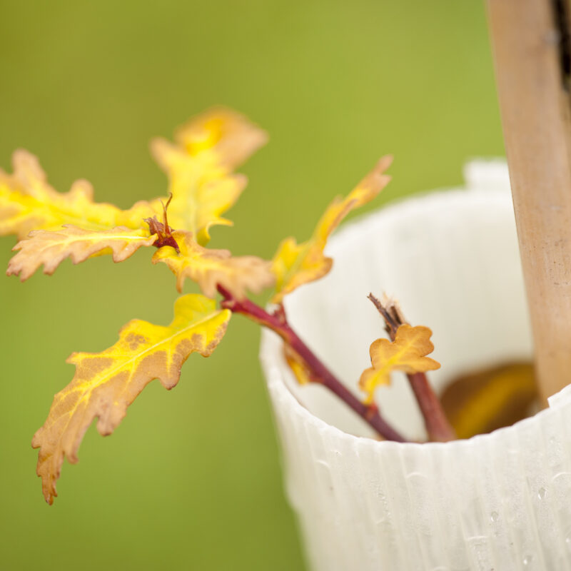 A newly planted oak sapling